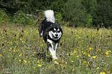 ALASKAN MALAMUTE 356